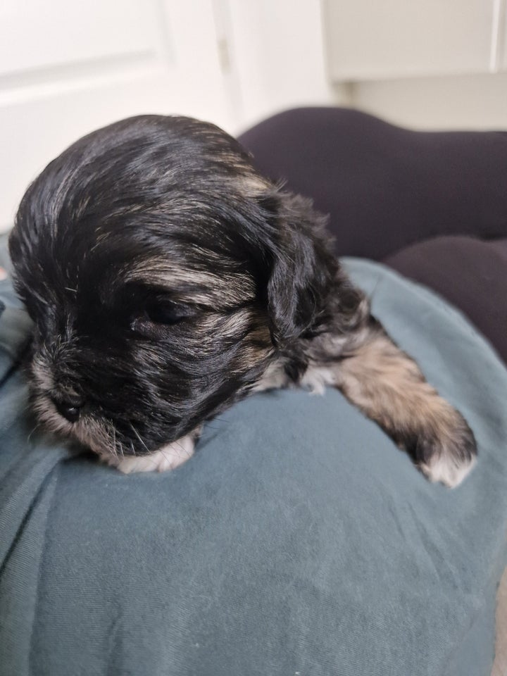 Brichon Havanese/Malteser