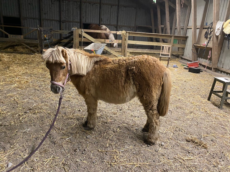 Shetlandspony, hoppe, 22 år