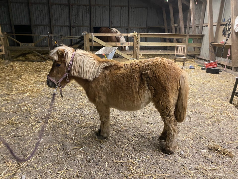 Shetlandspony, hoppe, 22 år