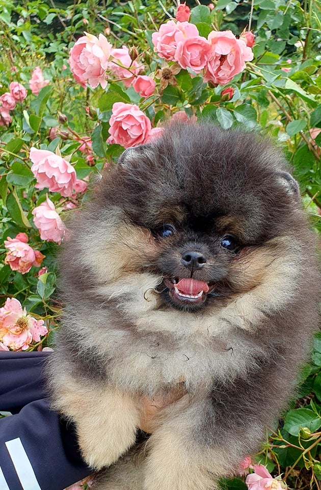 Andet Pomeranian hanhvalp