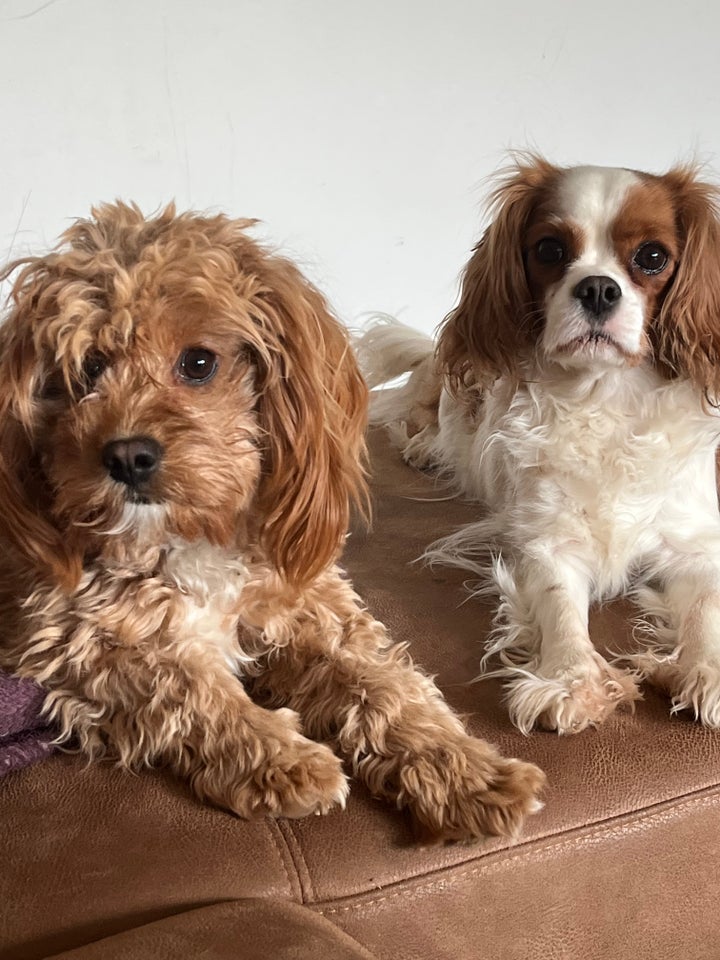 Cavapoo hvalpe 1 uge