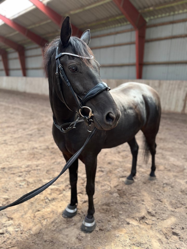 Anden race, vallak, 13 år