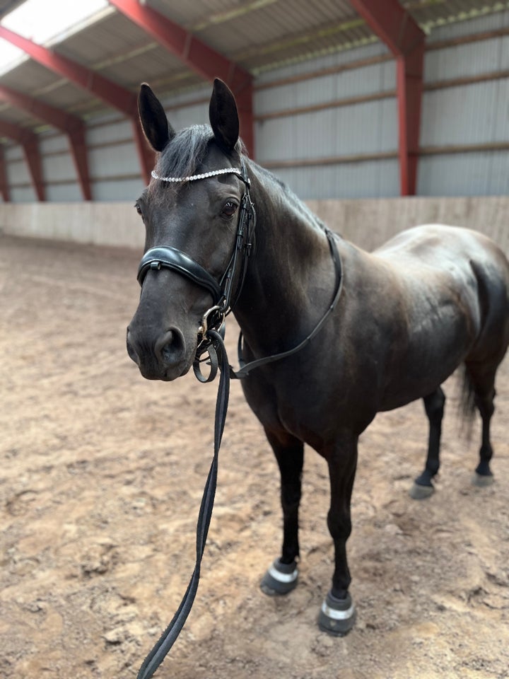 Anden race, vallak, 13 år