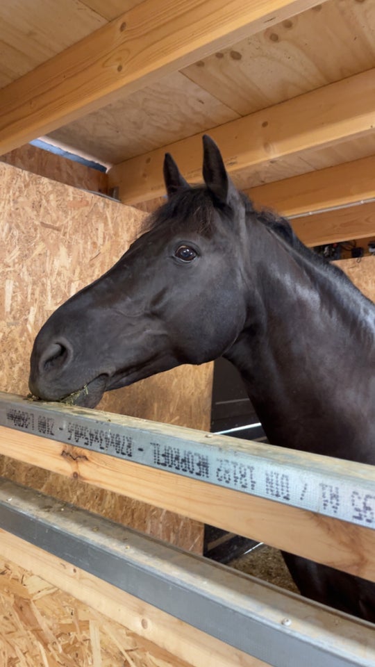 Anden race, vallak, 13 år