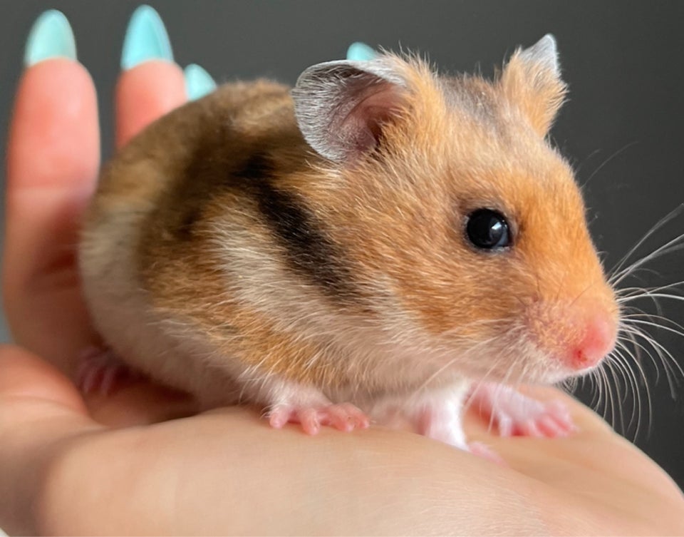 Hamster, Guldhamster, 0 år