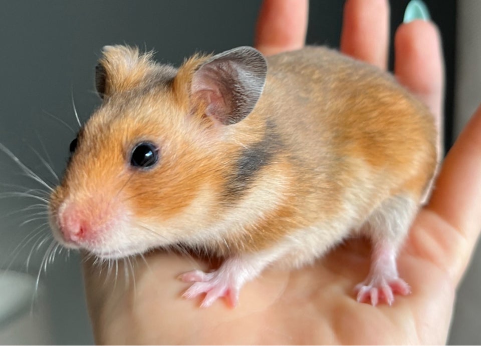 Hamster, Guldhamster, 0 år