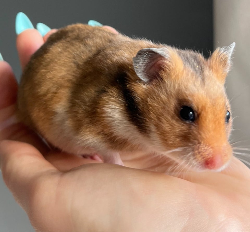 Hamster, Guldhamster, 0 år