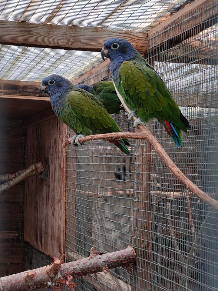 Papegøje, Pionus , 1 år