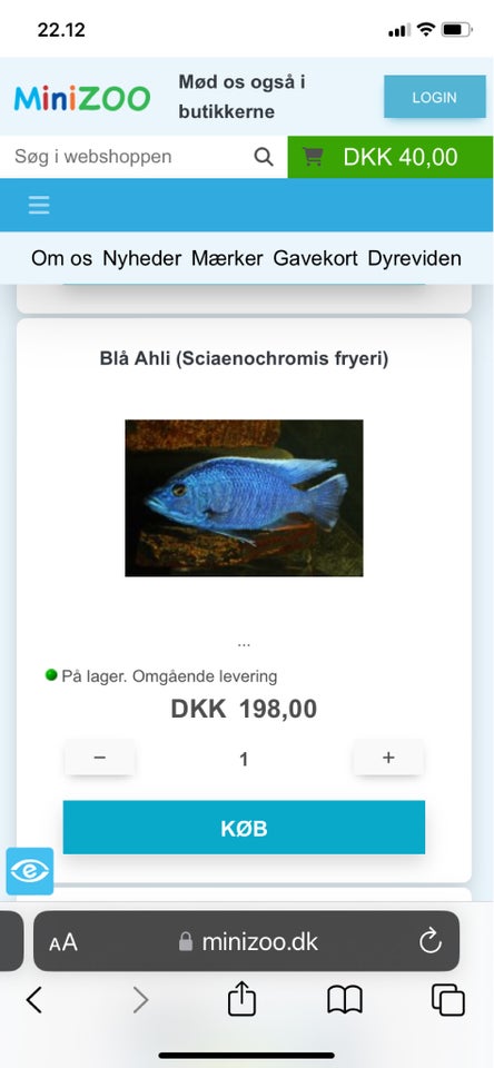 Blå Ahli - Sciaenochromis fryeri