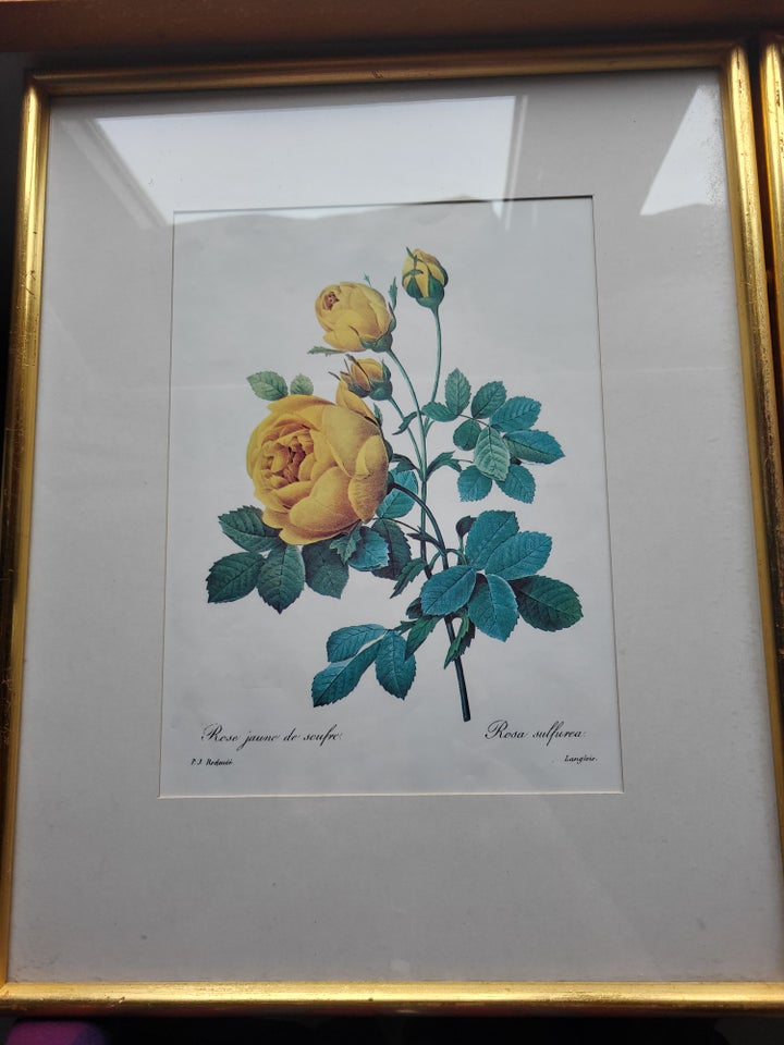 Blomsterprint Pierre Joseph