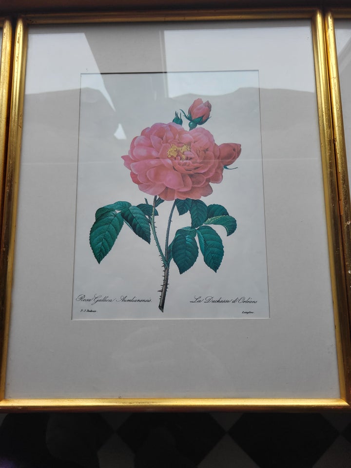 Blomsterprint Pierre Joseph