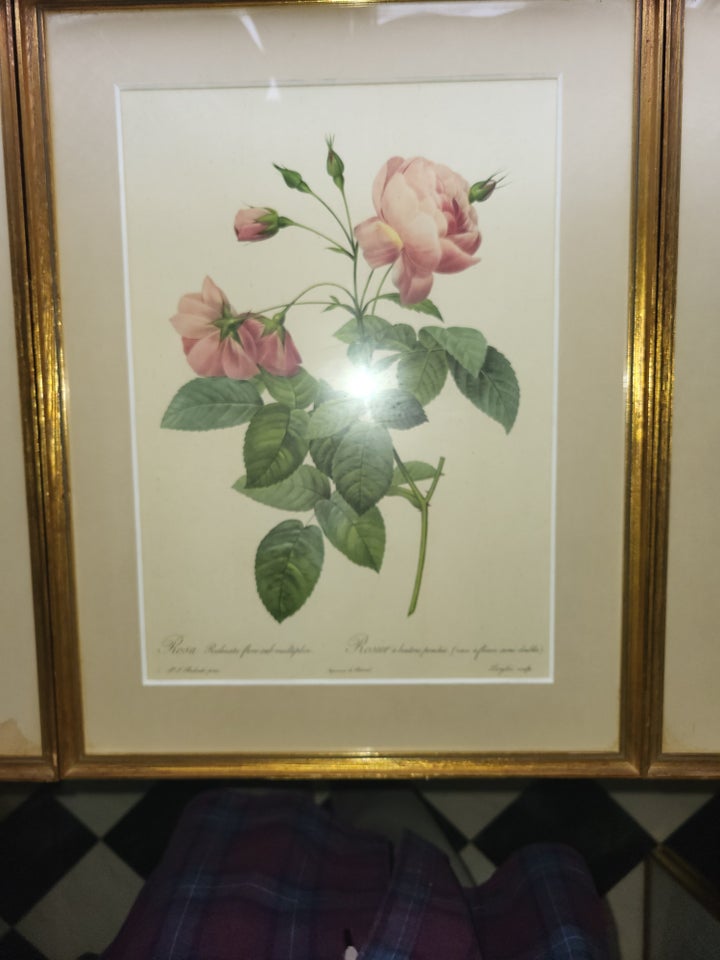 Blomsterprint Pierre Joseph