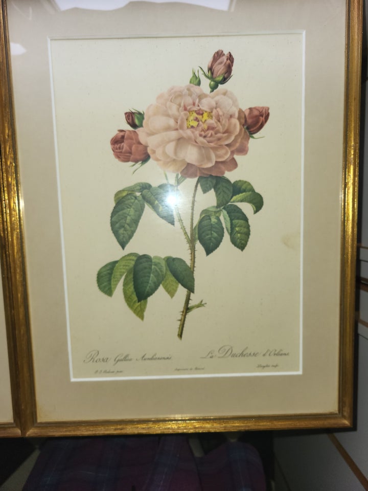 Blomsterprint Pierre Joseph