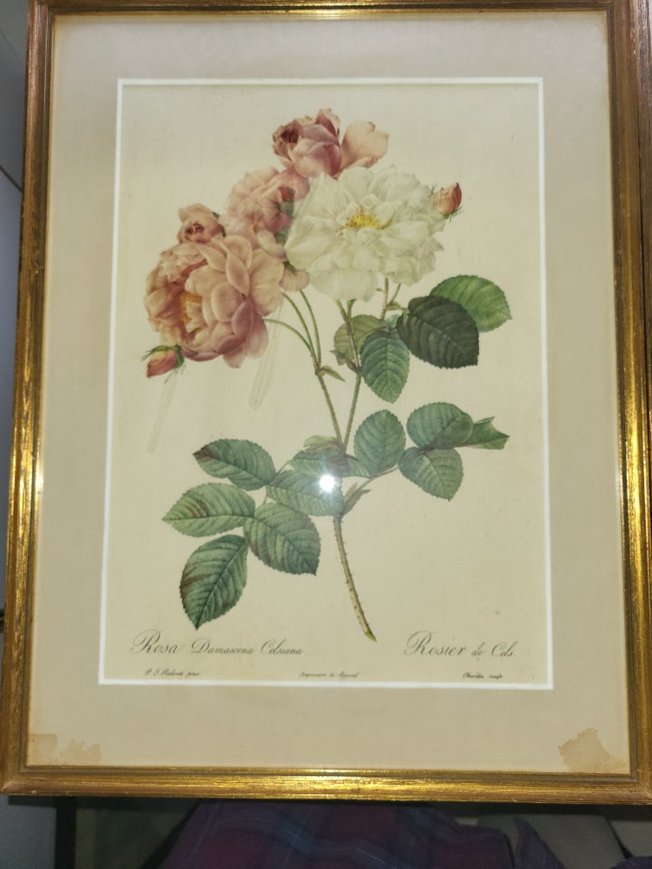 Blomsterprint Pierre Joseph