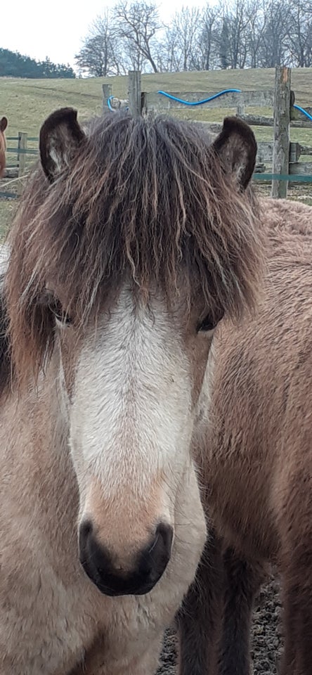 Islænder vallak 2 år