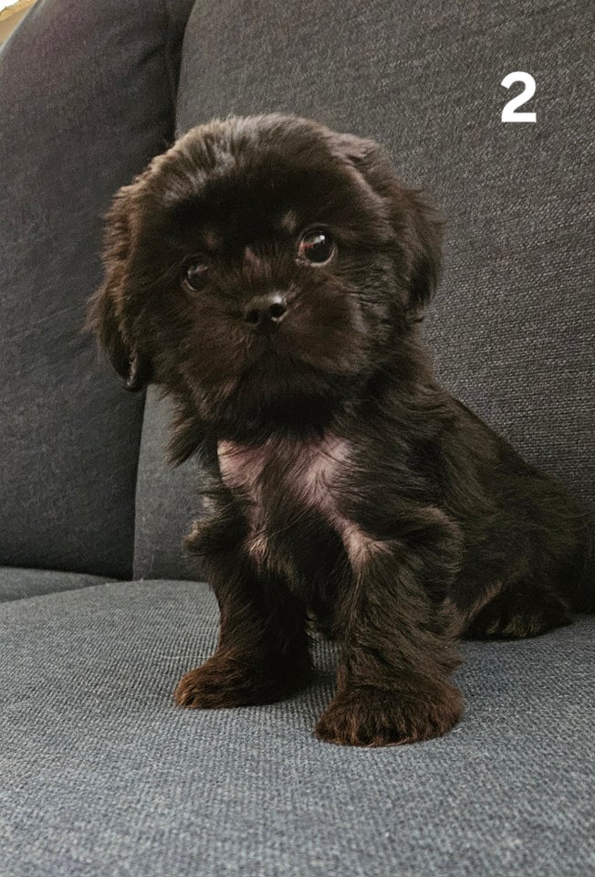 Crested Tzu, hvalpe, 8 uger