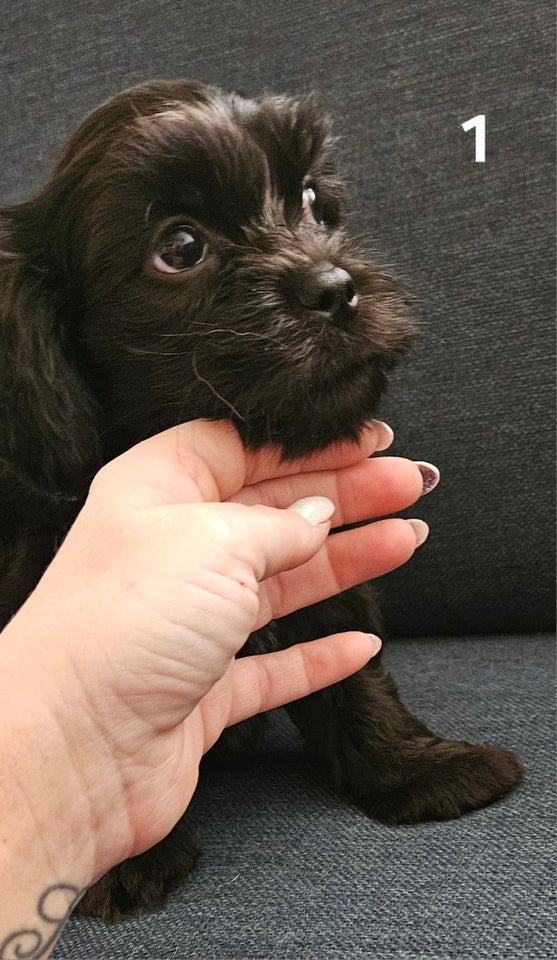 Crested Tzu, hvalpe, 8 uger