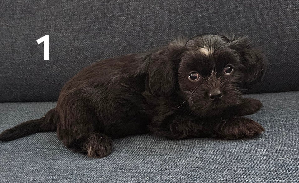 Crested Tzu, hvalpe, 8 uger