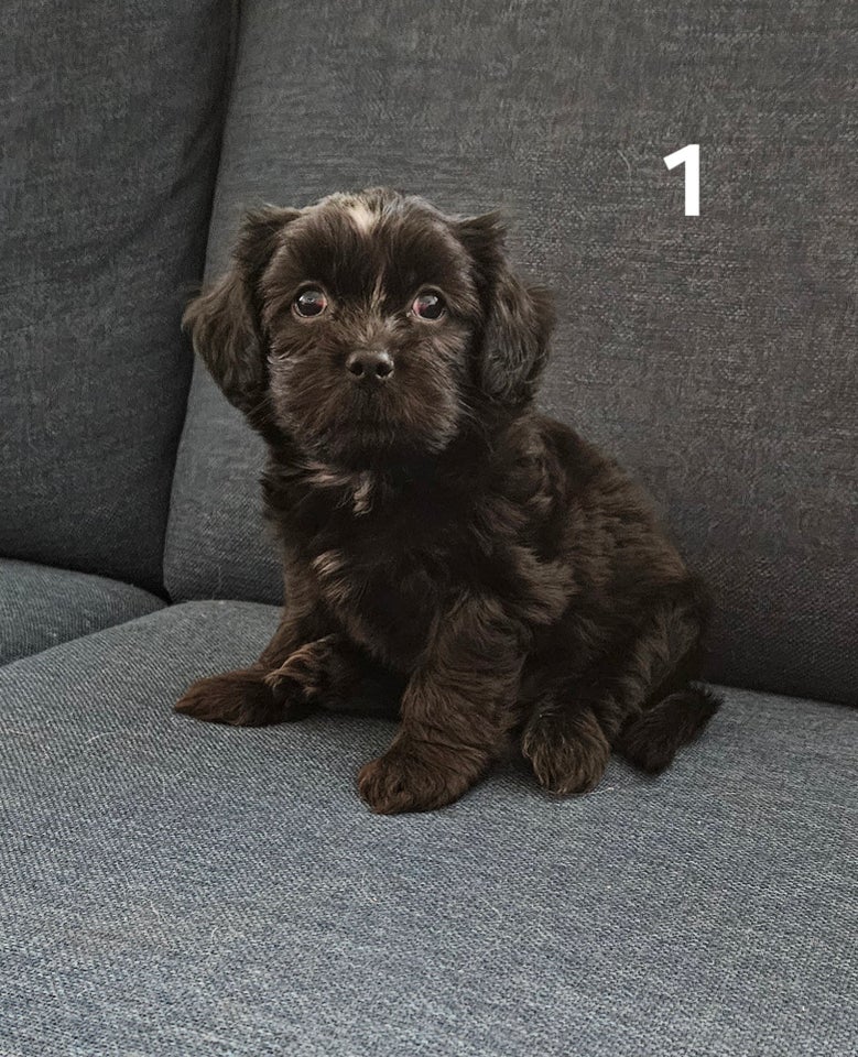 Crested Tzu, hvalpe, 8 uger