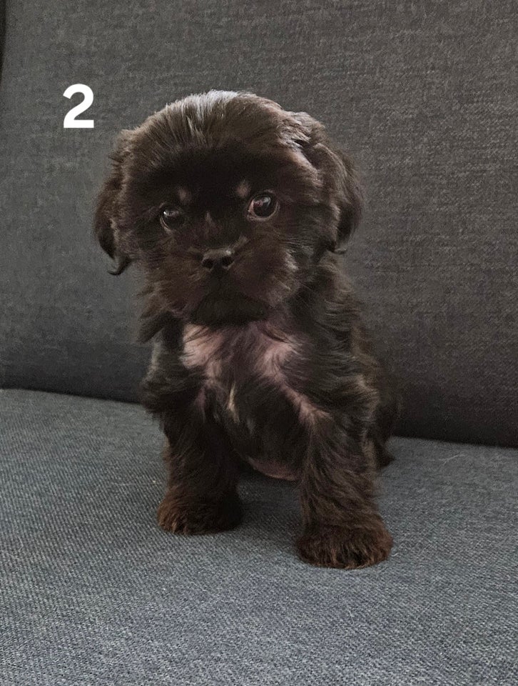 Crested Tzu, hvalpe, 8 uger