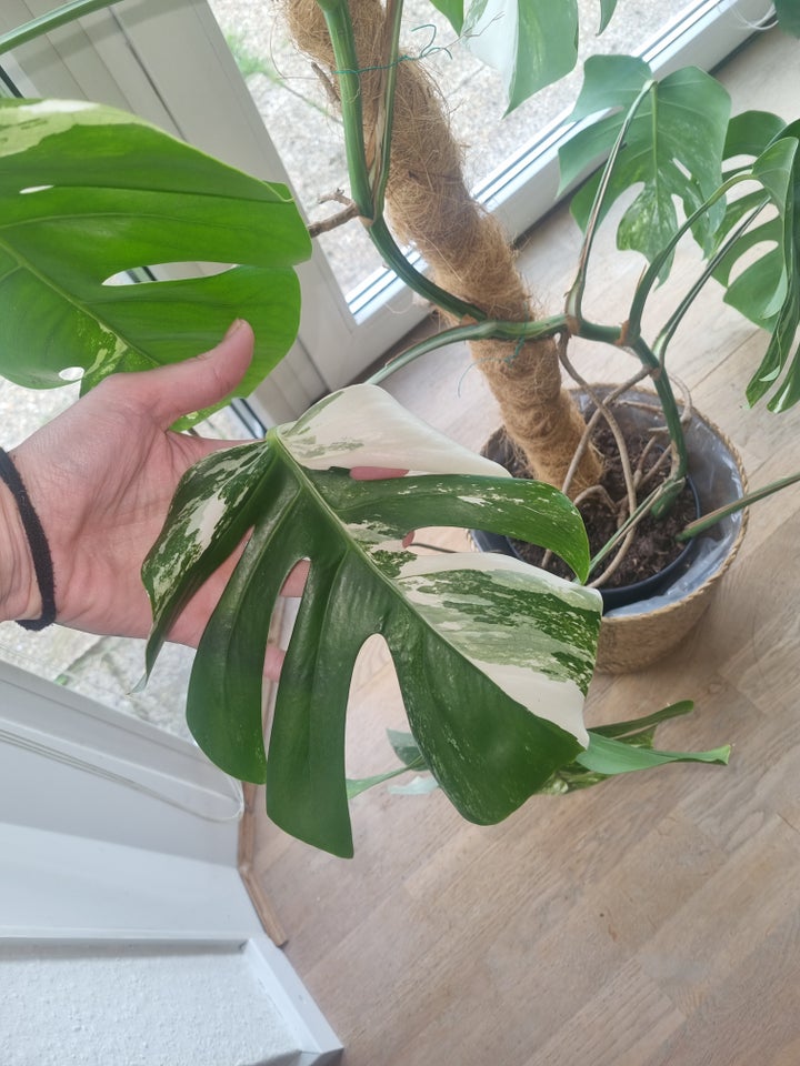 Monstera Monstera Albo Variegata