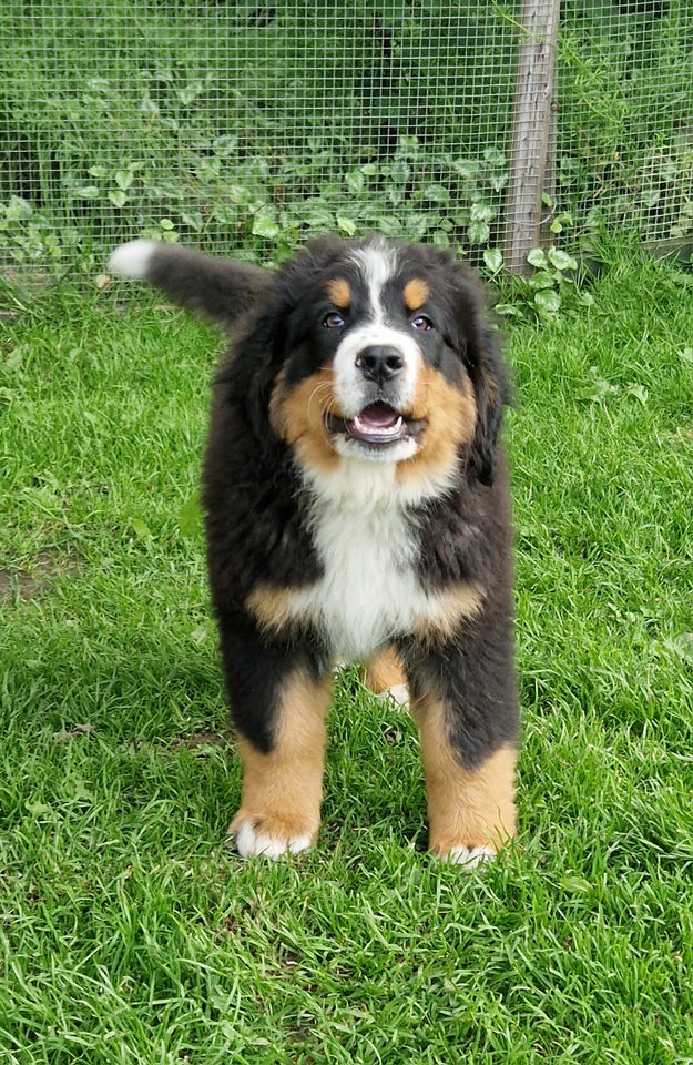 Berner Sennenhunde puppies