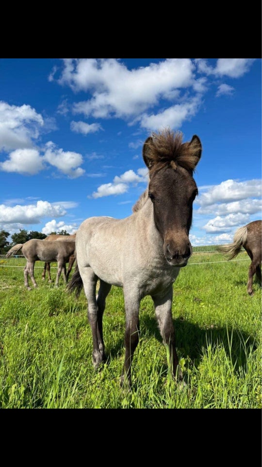 Islænder, hoppe, 1 år