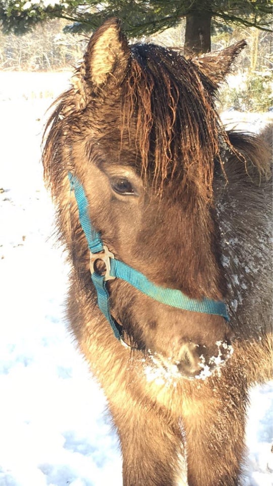 Islænder, hoppe, 1 år