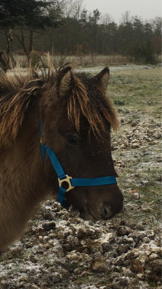 Islænder, hoppe, 1 år