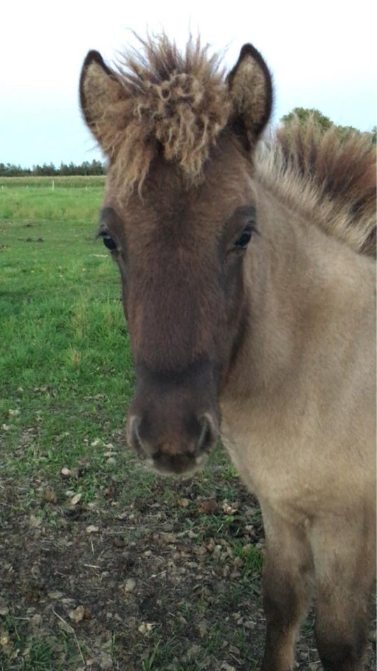 Islænder, hoppe, 1 år