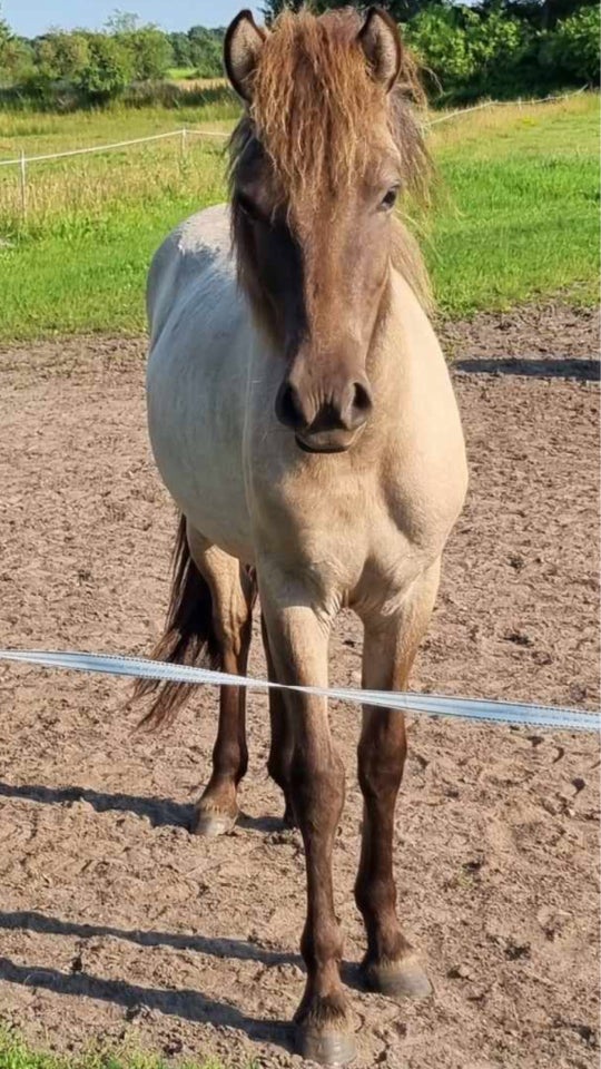 Islænder, hoppe, 1 år