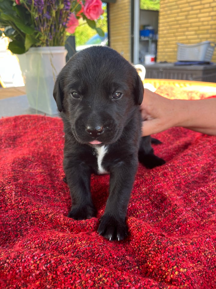 Hundehvalpe fra Labradoodle