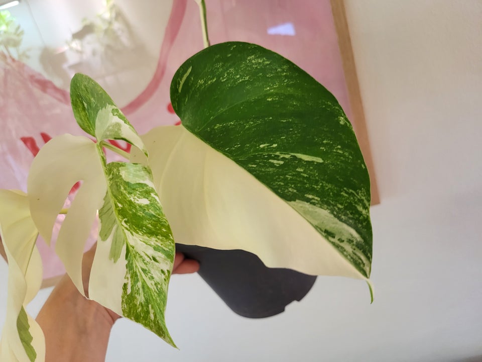 Monstera albo variegata / broget