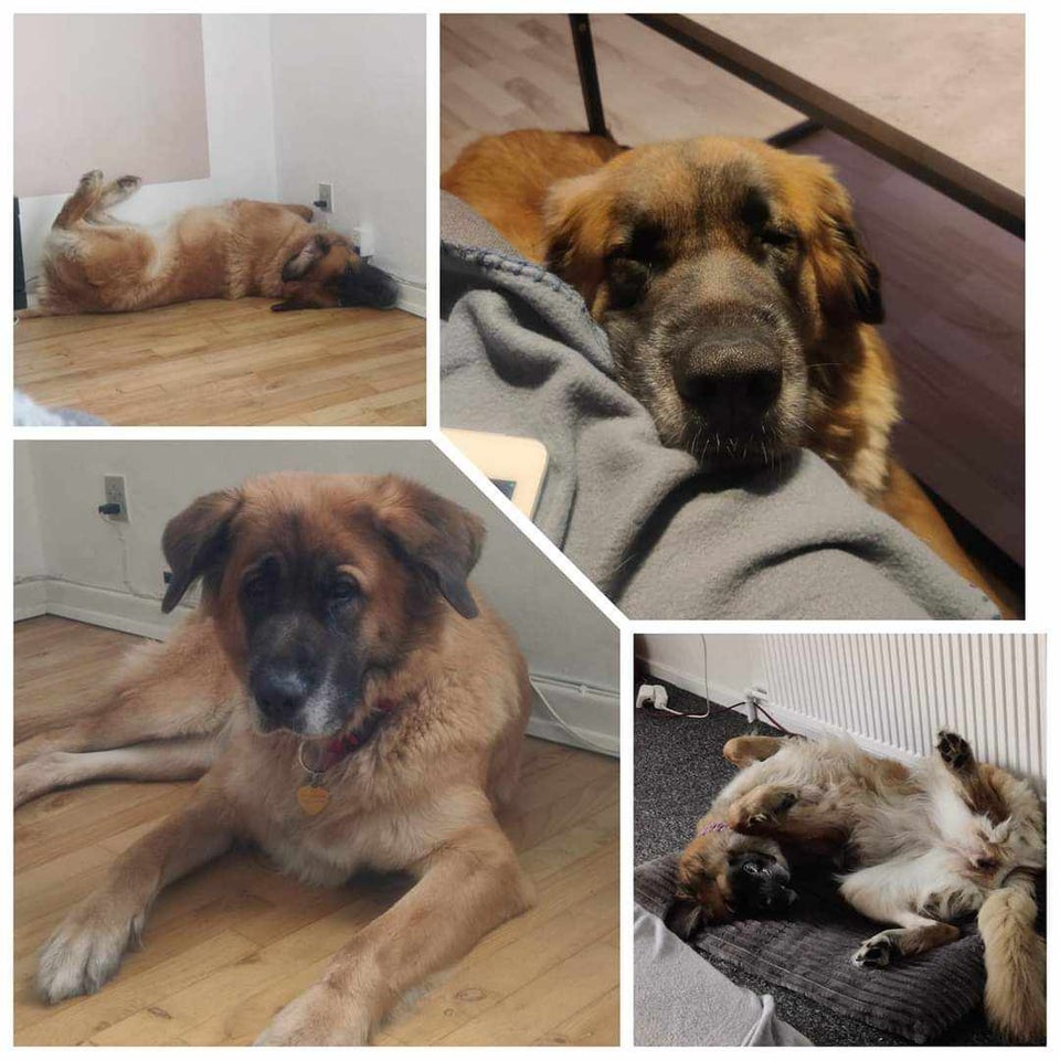 Schæfer/sanktbernhard hund 5 år