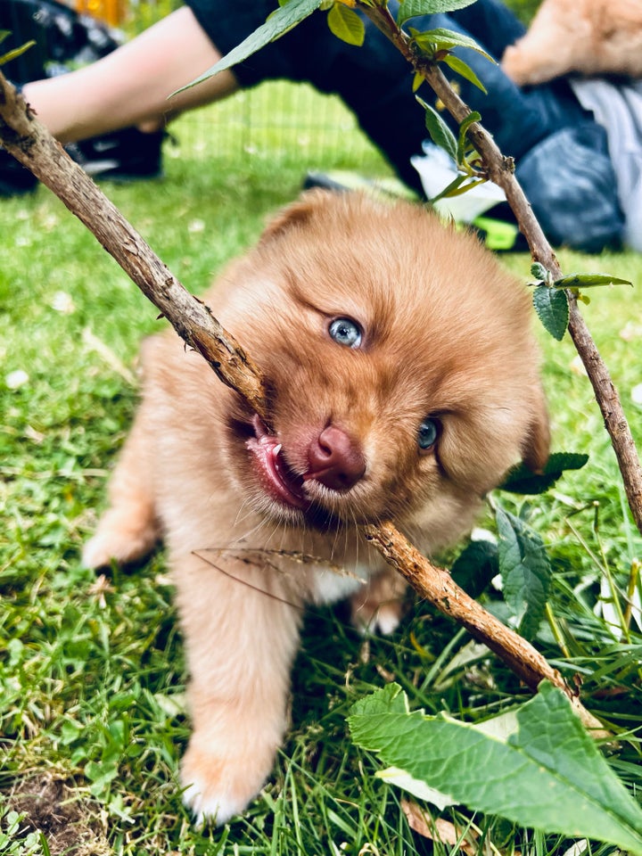 Pomsky/Mini Aussie/Mittelspitz