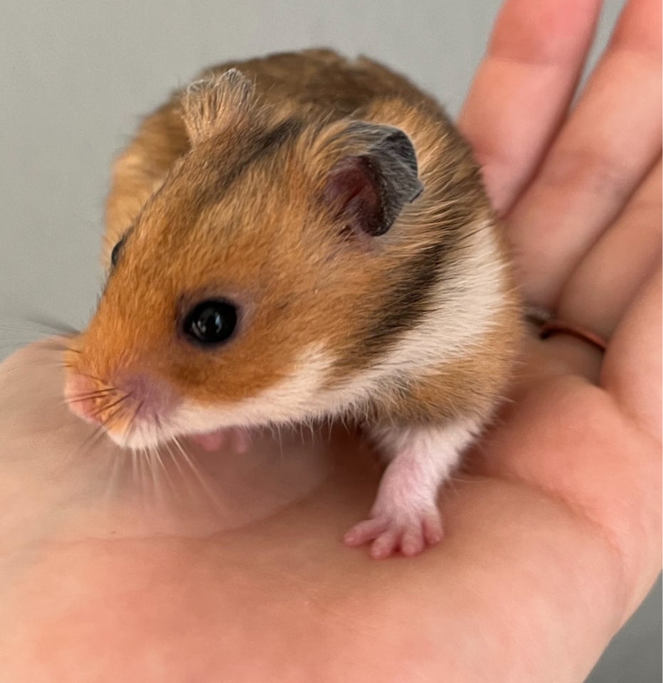 Hamster, Guldhamster, 0 år