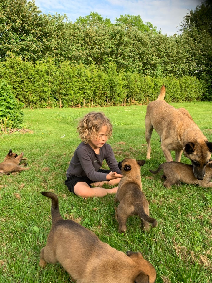 Malinois belgisk hyrdehund