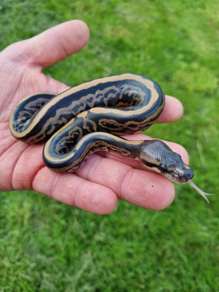 Slange Kongepythons