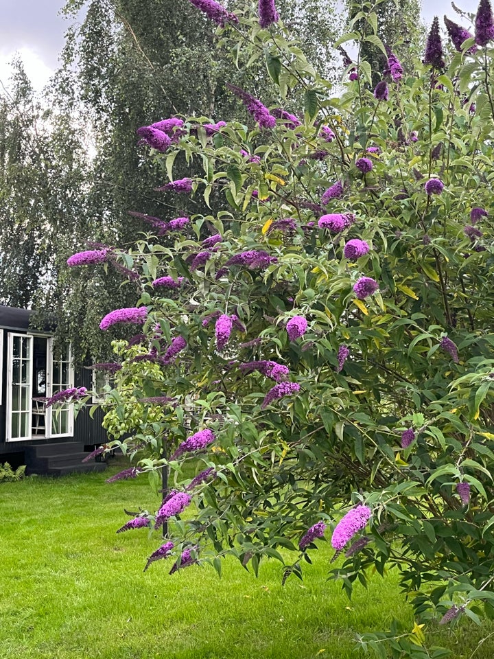 Sommerfuglebusk Buddleja