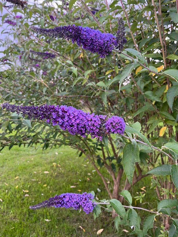 Sommerfuglebusk Buddleja