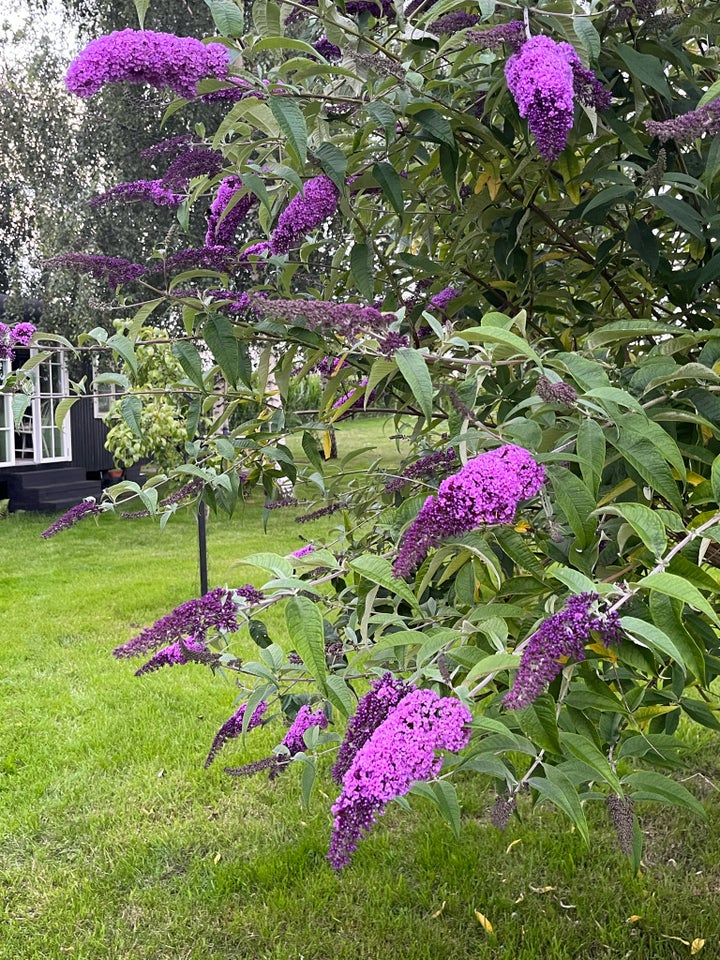 Sommerfuglebusk Buddleja