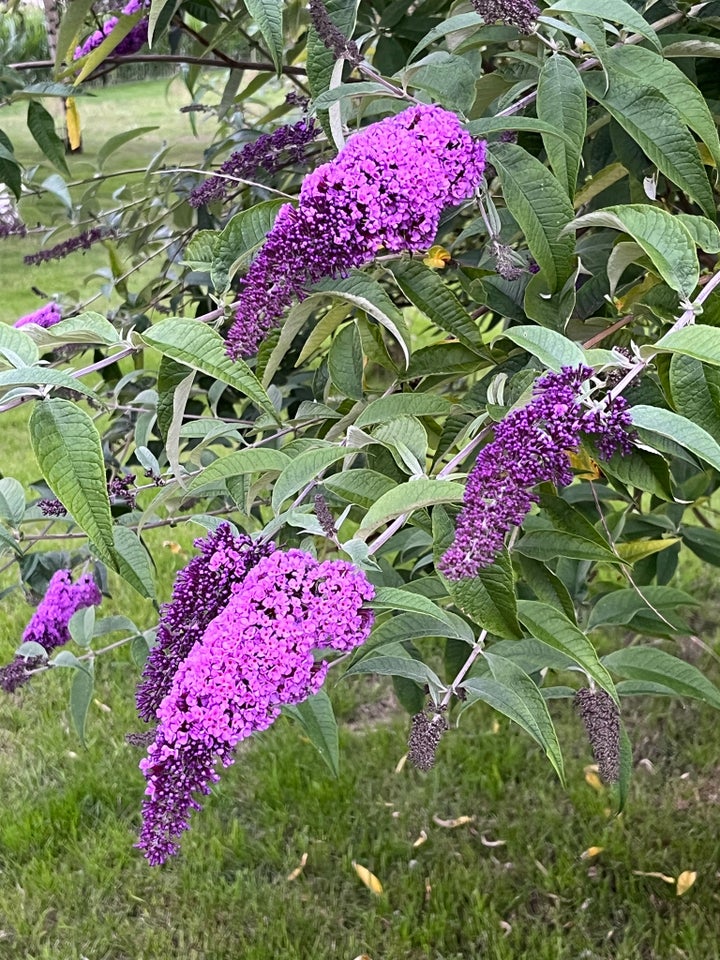 Sommerfuglebusk Buddleja