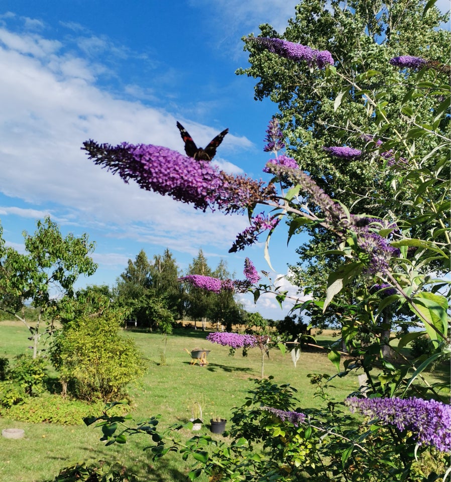 Sommerfuglebusk Buddleja