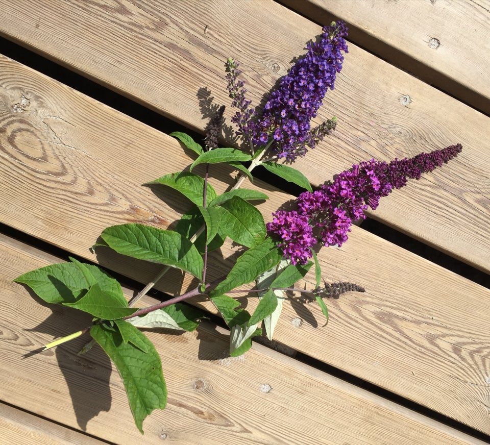 Sommerfuglebusk Buddleja