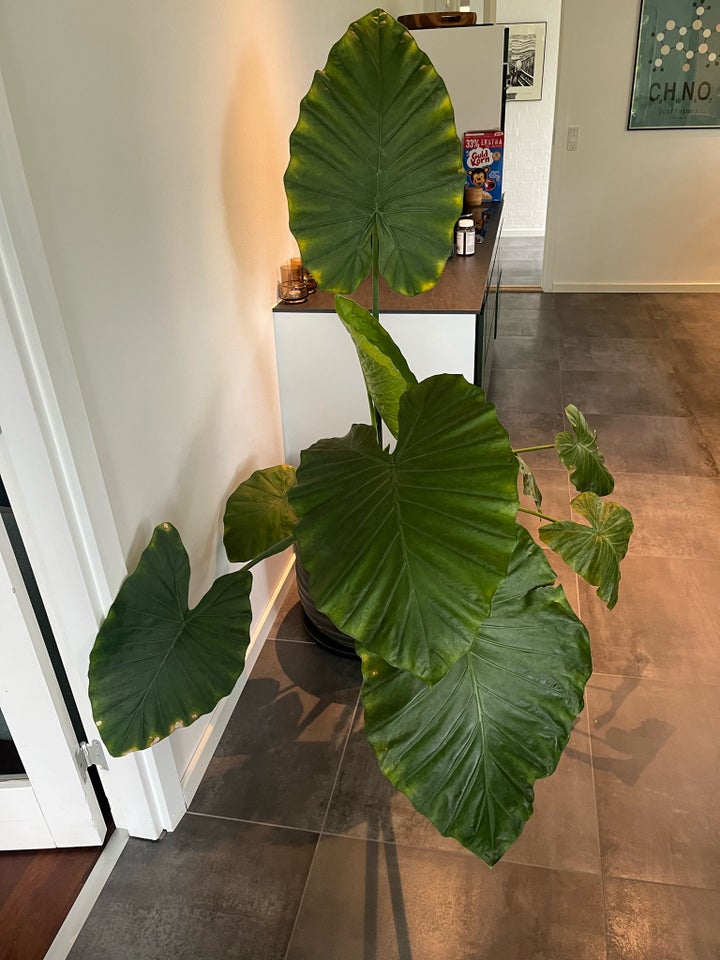 Stueplante Alocasia - Elefantøre