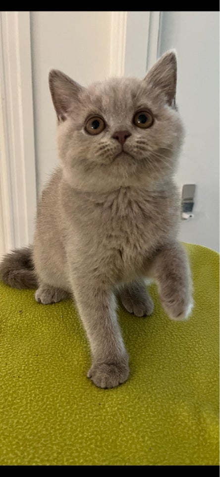 British Shorthair hankilling 12