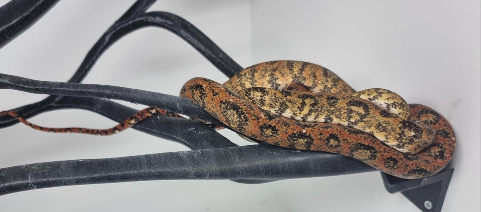 Slange, Træ Boa ( Hortulanus)