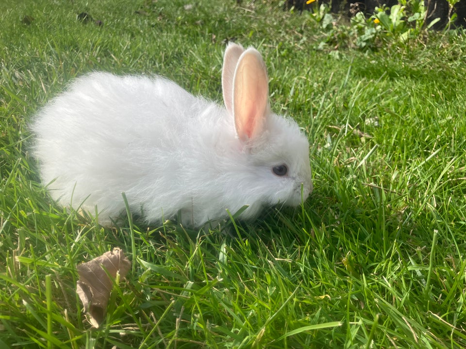 Kanin, Angora, 0 år