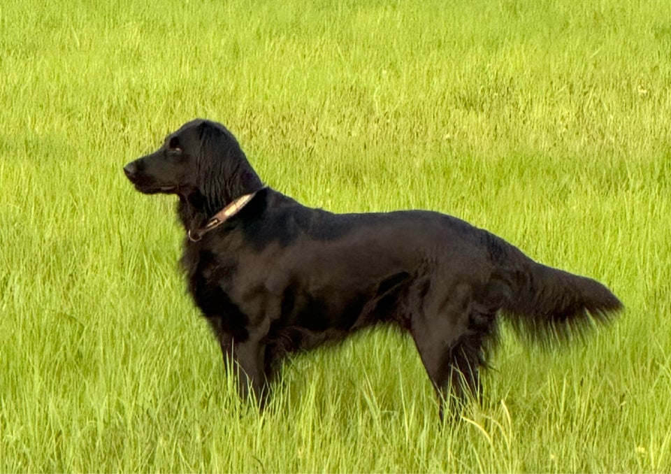 Flat Coated Retriever, hvalpe, 1