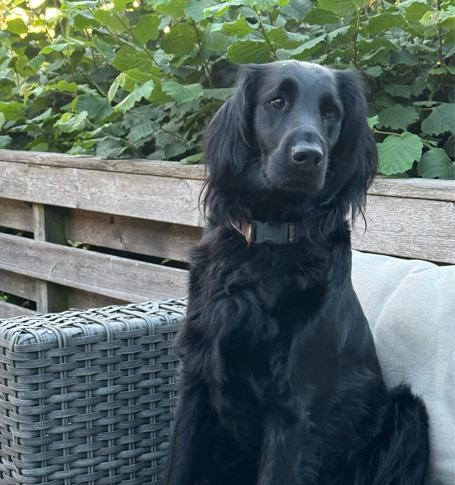 Flat Coated Retriever, hvalpe, 1